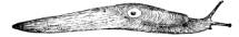 Webster's New International Dictionary Second edition (1944)
Author: Neilson, William Allan (Editor)
Illustrator: ?
Publisher: G & C Merriam & Company Publishers
Copyright (c) 1996 Zedcor Inc. All Rights Reserved.
Keywords: slug Limax agrestis gastropod , b/w

